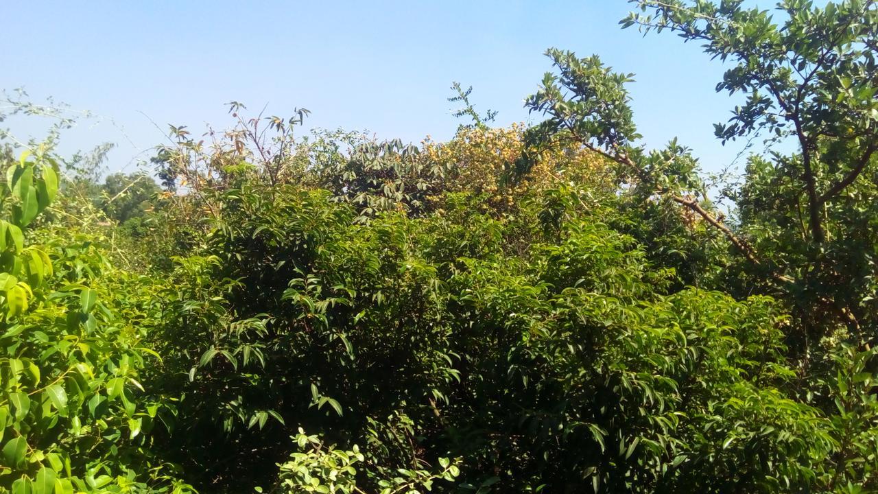 Mahābaleshwar Hotel Tree Top מראה חיצוני תמונה